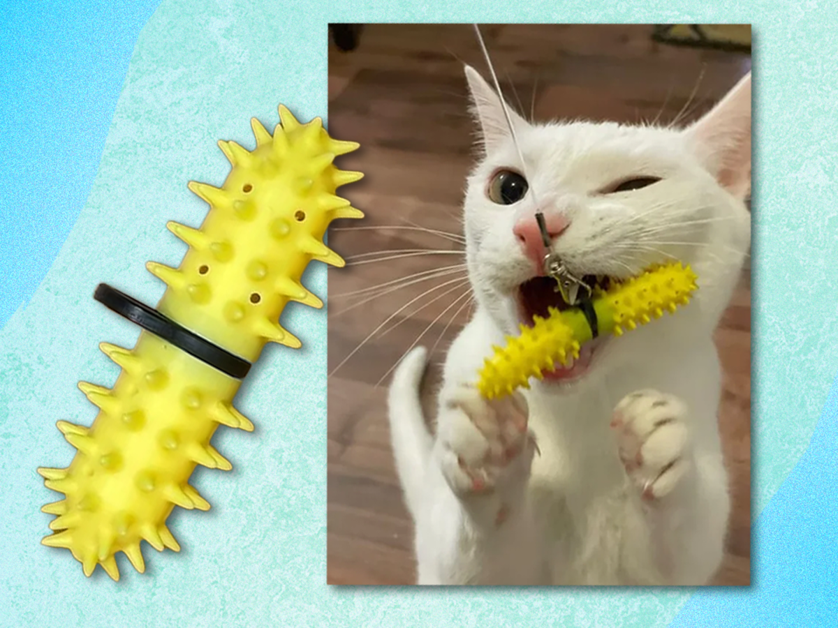 Inventor Cat s toothbrush review Can it take the drama out of pet s dental care The Independent